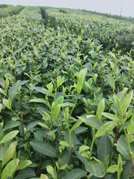 筠連茶爆猛料：初冬采新茶品質(zhì)提升群眾增收笑開顏