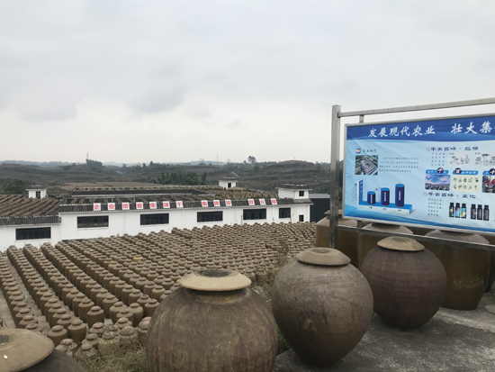 千天百味貢醋：傳承非遺 千天時(shí)間曬出黃金品質(zhì)